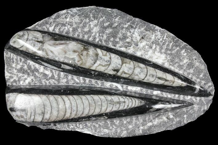 Polished Orthoceras (Cephalopod) Fossils - Morocco #96623